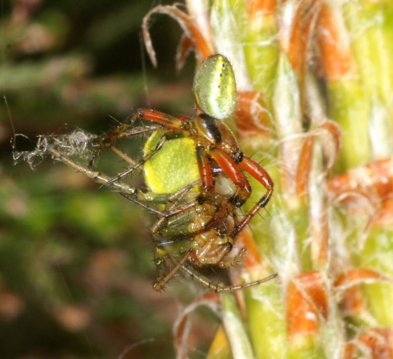 Araniella_cucurbitina_D2974_Z_87_NP De Hoge Veluwe_Nederland.jpg